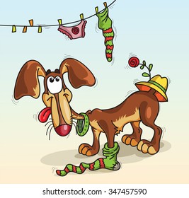 small dog in a sock which it pulled down from the clothesline