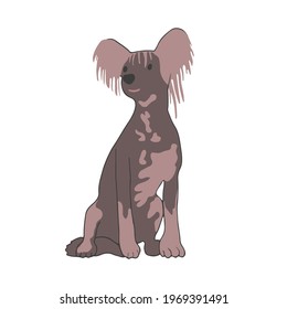 Small doggy breed Chinese cross. A pet with a spotted color. Dog without fur. Colored flat vector illustration isolated on white background.
