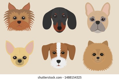 Small dogs yorkshire terrier, dachshund, french bulldog, chihuahua,
jack russell terrier, spitz.