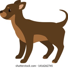A small domestic dog breed Chihuahua. Full-length profile