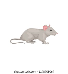 Small domestic mouse, side view. Cute gray rodent pointed snout, pink ears and long tail. Home pet. Flat vector design