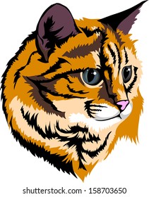 small domestic predator - the cat