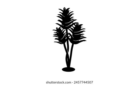small Dracaena Tree, black isolates silhouette