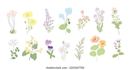 small flower arrangements .  Botanical illustration minimal style.