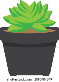 small flower cactus in pots with piled leaf type