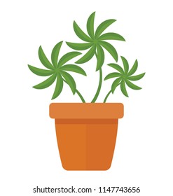
Small flower like leaves in a pot, houseplant 
