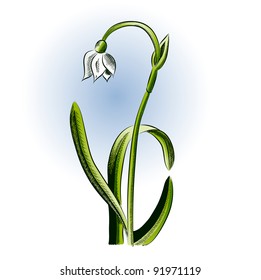 small flower on the white background