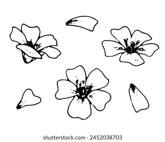 Small Flower vector Set. Black line art drawing of white petals. Outline illustration of spring sakura blossom. Hand drawn floral doodle. Linear sketch on isolated white background.