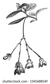 The small flowers are in this species, they are tilted downwards, vintage line drawing or engraving illustration.