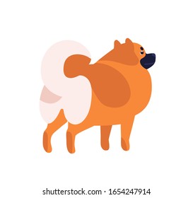 Small fluffy brown pomeranian cartoon dog vector flat illustration. Cute furry friendly spitz pet isolated on white background. Attractive funny orange domestic animal posing