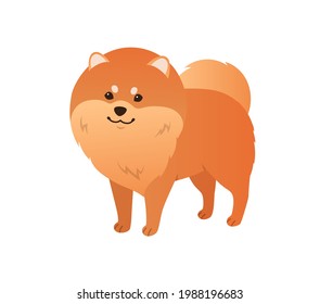 Small fluffy Pom cartoon. Pomeranian Spitz dog vector illustration on white background. Friendly playful orange puppy