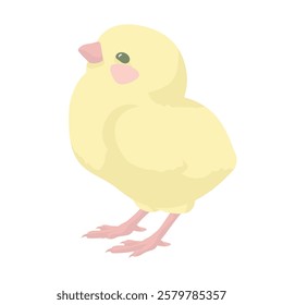 A small fluffy yellow chick on white background