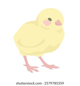 A small fluffy yellow chick on white background