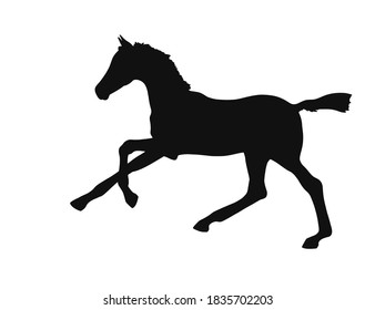 Small Foal Run Gallop On White Background, Vector Silhouette