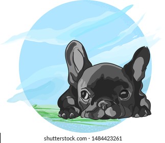 small french bulldog in black