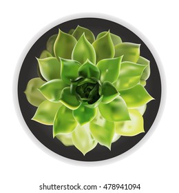 Small fresh green succulent flower in ceramicÂ� pot isolated on white background. Top view. Vector illustration. EPS10.