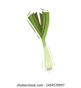 Small fresh onion. Vector illustration on white background.