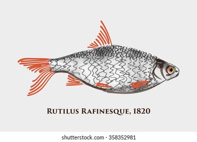 Small fry fish. Latin name - Rutilus Rafnesaue. Hand drawn ink textures.