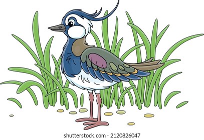 Small funny lapwing walking among green grass of a meadow near a lake, vector cartoon illustration isolated on a white background