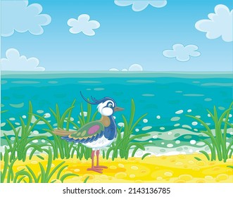 Small funny lapwing walking among green grass near a sea on a sunny summer day, vector cartoon illustration