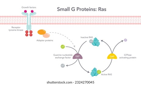 Small G Proteins Ras scientific vector diagram