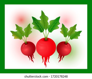 Small garden radish isolated on white background. Seamless pattern with radish. Tropical abstract background. Radish on the white background. Radish, Red, Purple.