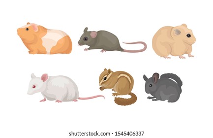 Small Gnawing Animals Vector Set Isolated On White Background