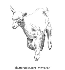 small goat isolated on the white