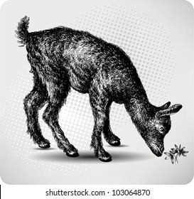 Small goat in the pasture, hand drawing, vector illustration.