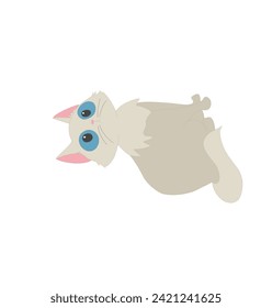 small gray fluffy cat with blue eyes on a transparent background