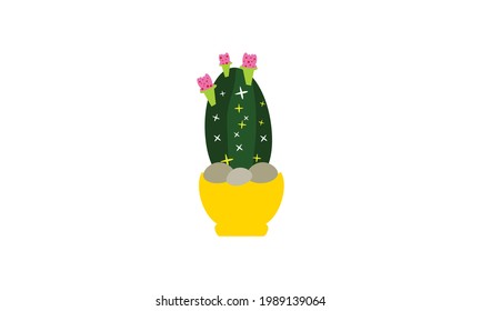 A small green cactus that sits beautifully on top of a pot.