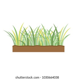 Small green grass fresh on ground white background vector