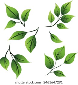 small green herbal leaves for graphic design decoration