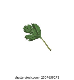 A small green leaf on a long thin stem. Garden gooseberry. Seasonal plant. Textured shape with veins. Sketch. Hand drawn. Vector illustration isolated on white background.