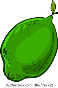 Pequeña cal verde, ilustración, vector sobre fondo blanco.