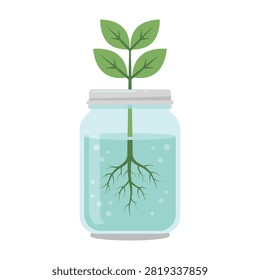 A small green plant sprouts from a jar filled with water showing its roots growing