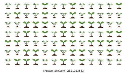 Small green seedlings with cotyledon leaves evenly spaced above dark soil on a white seamless background showing early plant growth stages.