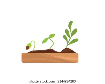 Small green seedlings grow in a wooden box. Vector cartoon illustration.