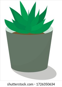 Small green succulent in a grey pot