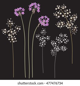 Small  Gypsophila flowers on high stems isolated on dark background. Simplified  floral elements set  for decoration. 