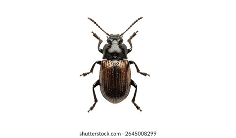Small Hive Beetle (Aethina Tumida) High-Res Isolated on White
