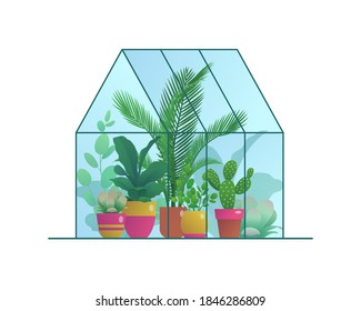 Small home greenhouse with various plants. Glass orangery, winter garden or urban jungles with tropical houseplants in flowerpots flat vector illustration isolated on white background