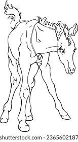 A small horse in full height. Front view of the foal. For printing logos, emblems of veterinary hospitals, horse breeding. For printing books, coloring books, etc. Linear contour drawing.