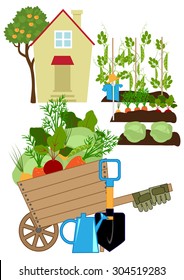 Small house in the garden, vegetables in the beds, in the foreground fresh vegetables collected in a wheelbarrow and garden tools, country garden, bedding plants, vector illustration