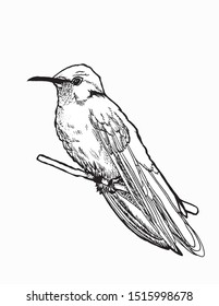 A small hummingbird with long wings sits on a branch, black and white, made by hand vector