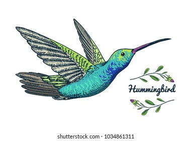 Small hummingbird. Rufous bird. Exotic tropical animal icons. Golden tailed sapphire. Use for wedding, party. engraved hand drawn in old sketch.
