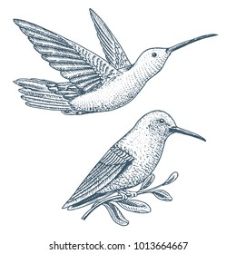 Small hummingbird. Rufous and White-necked Jacobin bird. Exotic tropical animal icons. Golden tailed sapphire. Use for wedding, party. engraved hand drawn in old sketch.