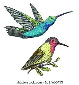 Small hummingbird. Rufous and White-necked Jacobin bird. Exotic tropical animal icons. Golden tailed sapphire. Use for wedding, party. engraved hand drawn in old sketch.