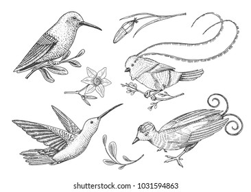Small hummingbird. Rufous and White-necked Jacobin, bird of paradise. Exotic tropical animal icons. Golden tailed sapphire. Use for wedding, party. engraved hand drawn in old sketch.