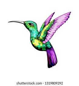 Small hummingbird. Rufous and White-necked Jacobin bird. Exotic tropical colibri animal element, icon or label. Golden and emerald feathers. Use for wedding, party. Engraved hand drawn as old sketch.